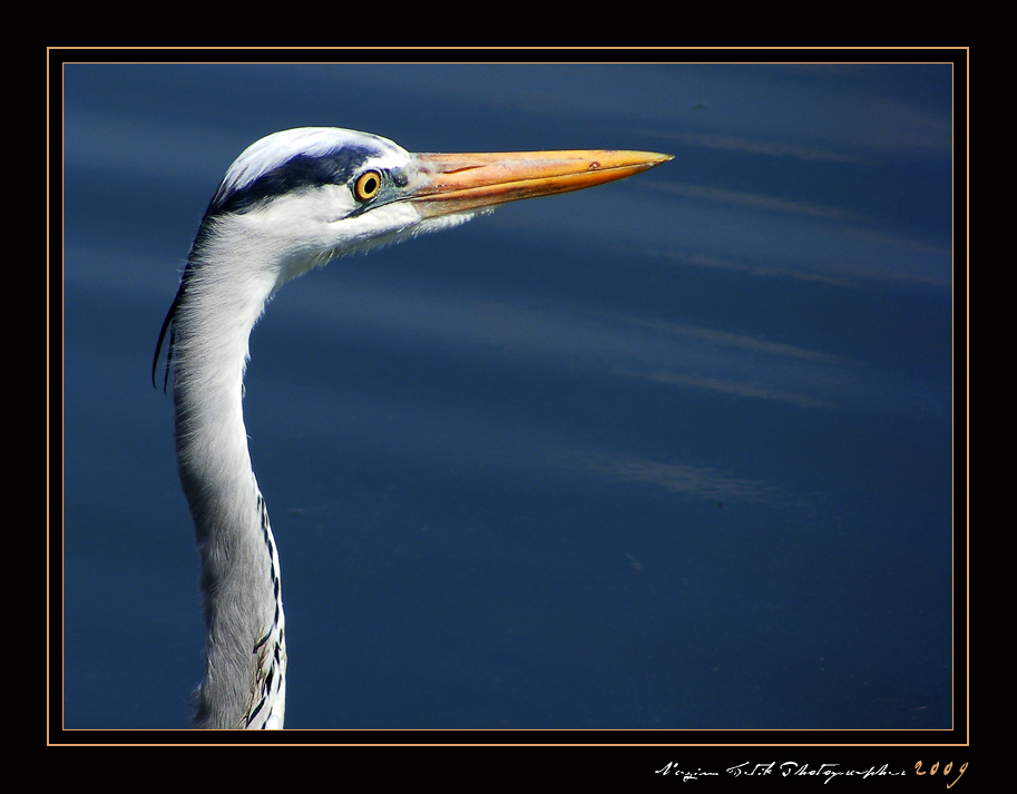 ... ::: Akkayadan  ::: ... Gri Balkl 