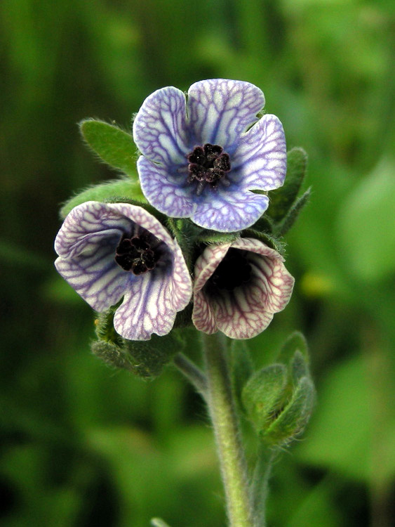 Cynoglossum creticum