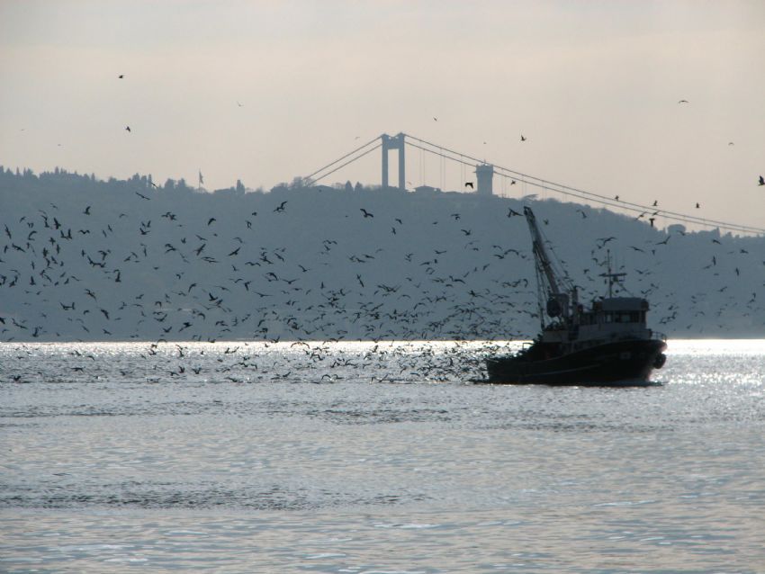 martlar ve balk teknesi