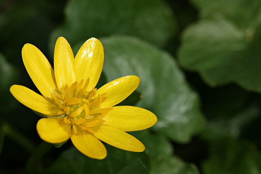 Can geldi toprama-son