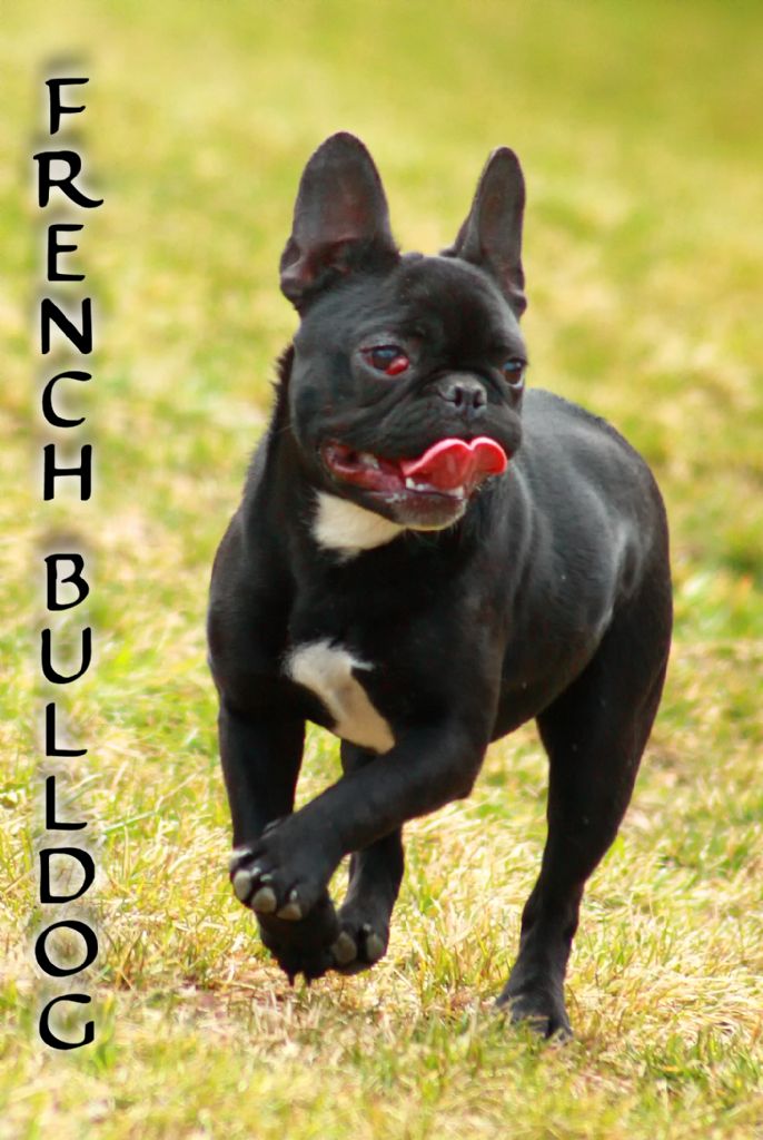 french bulldog