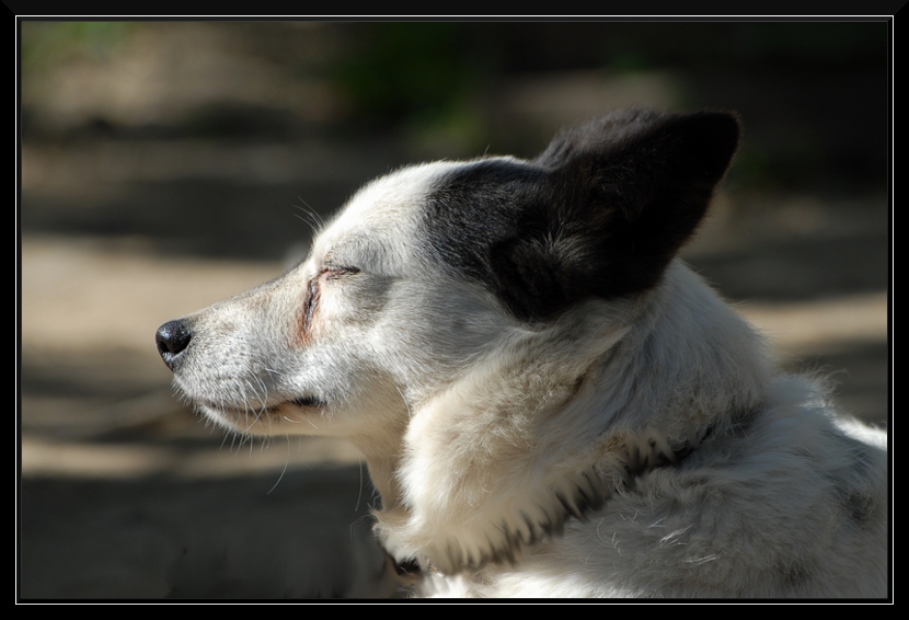 Sadik arkadasim...guneslenirken