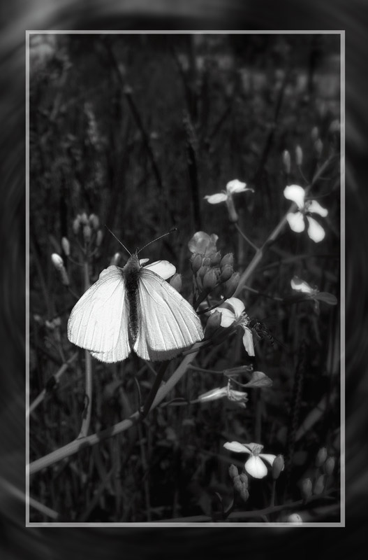 ben de kepenek ekebilerem ki :)