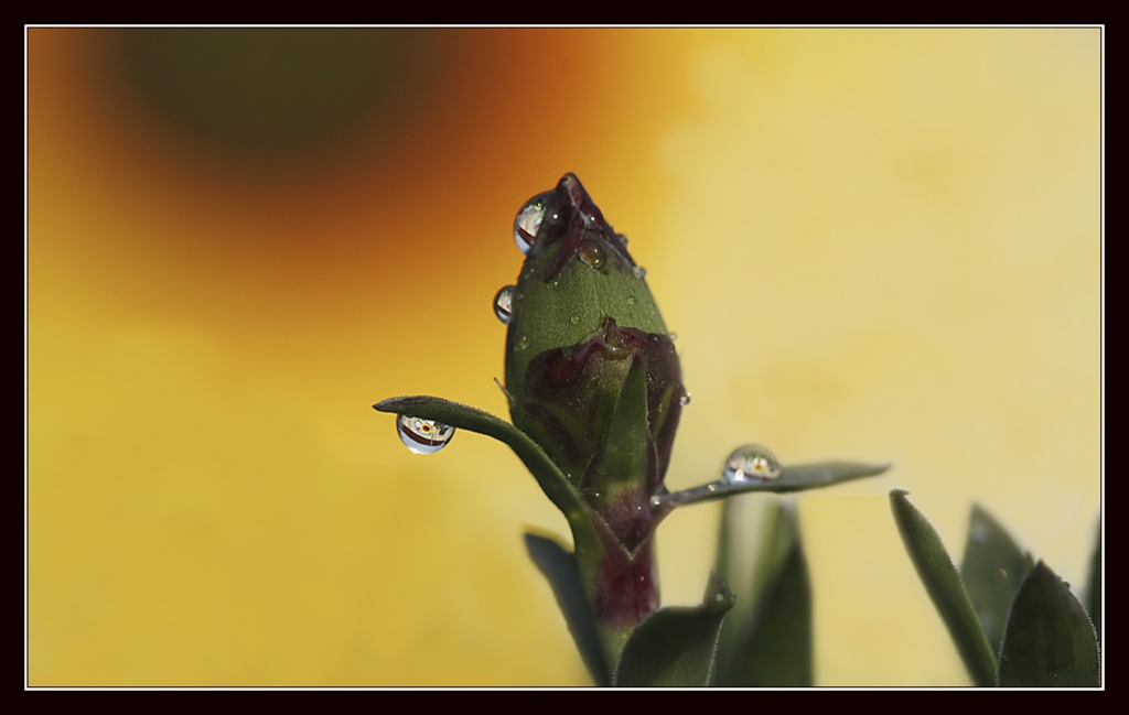 Onlar Uyanrken...!(2)