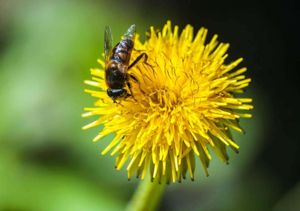polen toplayan ar