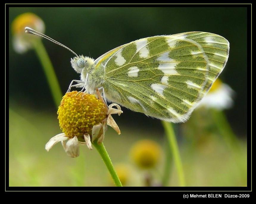 Pontia edusa    