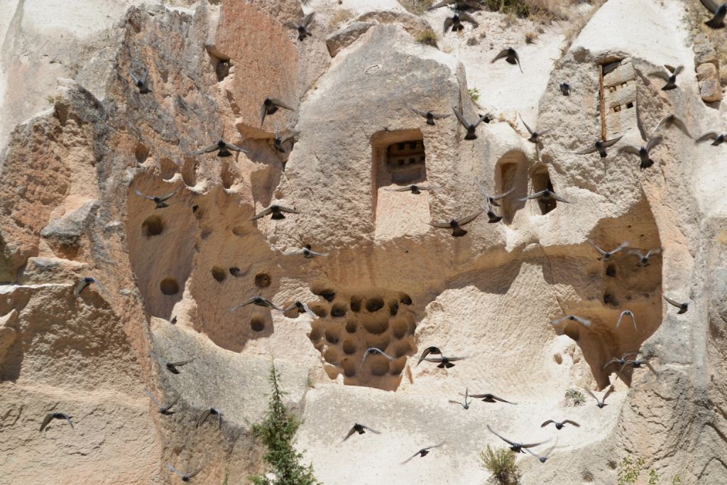 Kapadokya G�vercinleri