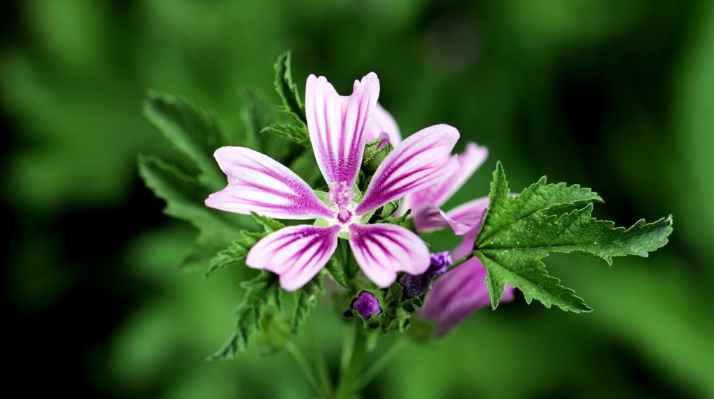 Pembe ve Yesil