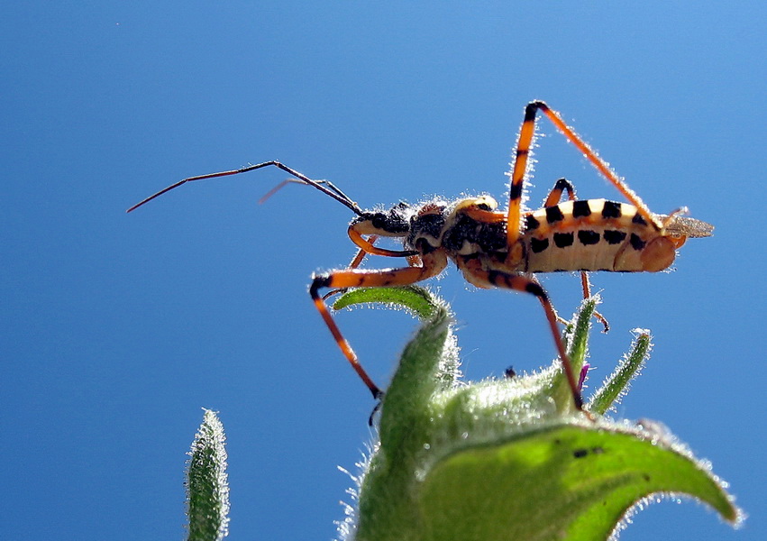 Rhynocoris iracundus