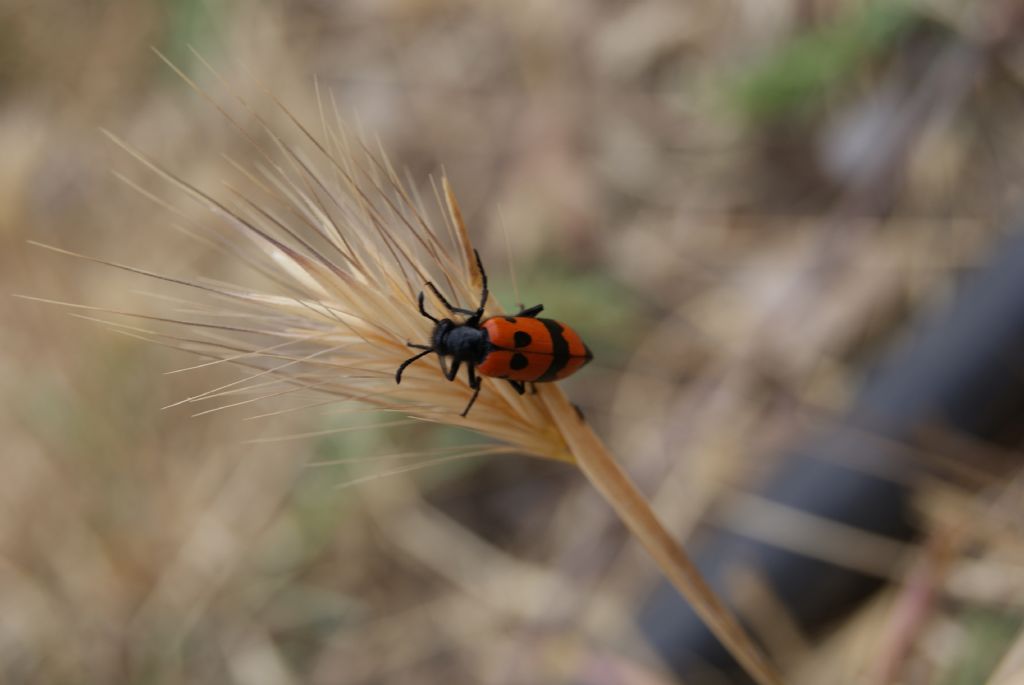 Uur bcei makro