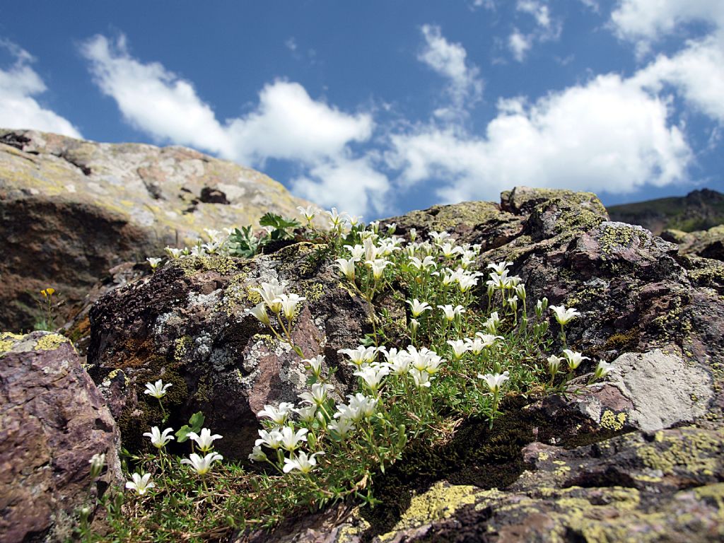 YAYLA KAYA E