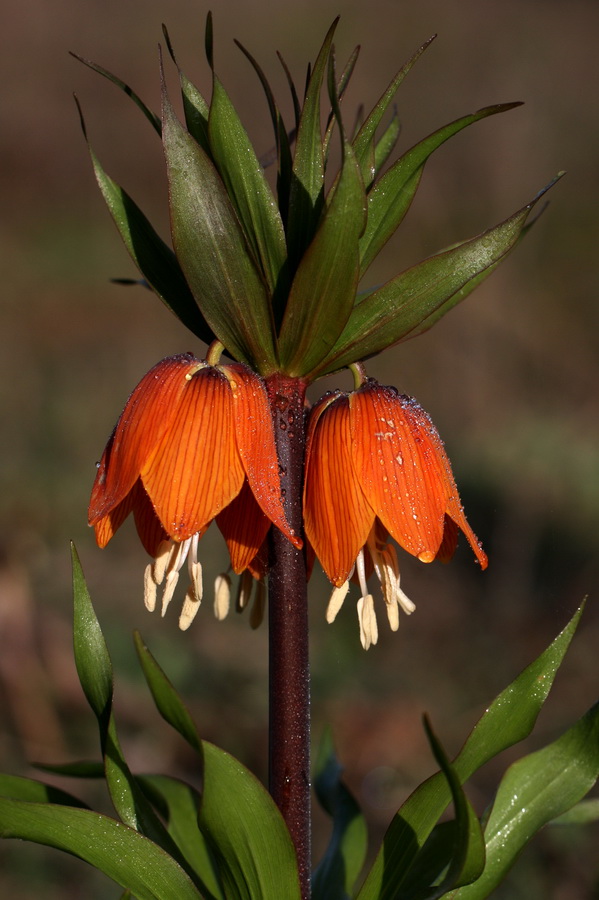 Ters Lale (Fritillaria imperialis)