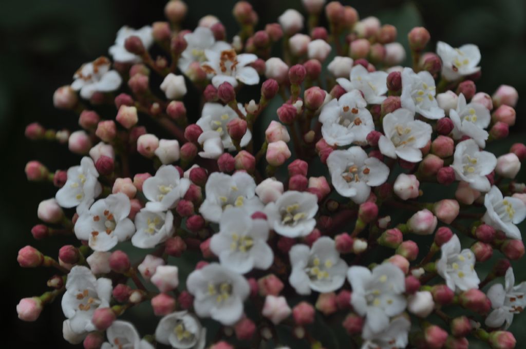 umut dolu tomurcuklar...