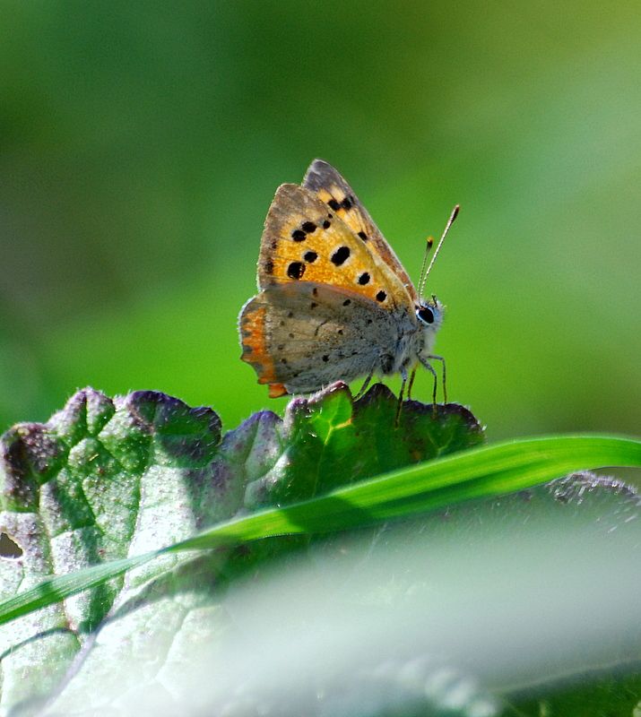 Memleket Hazineleri   KELEBEK 4 (Gsteri)