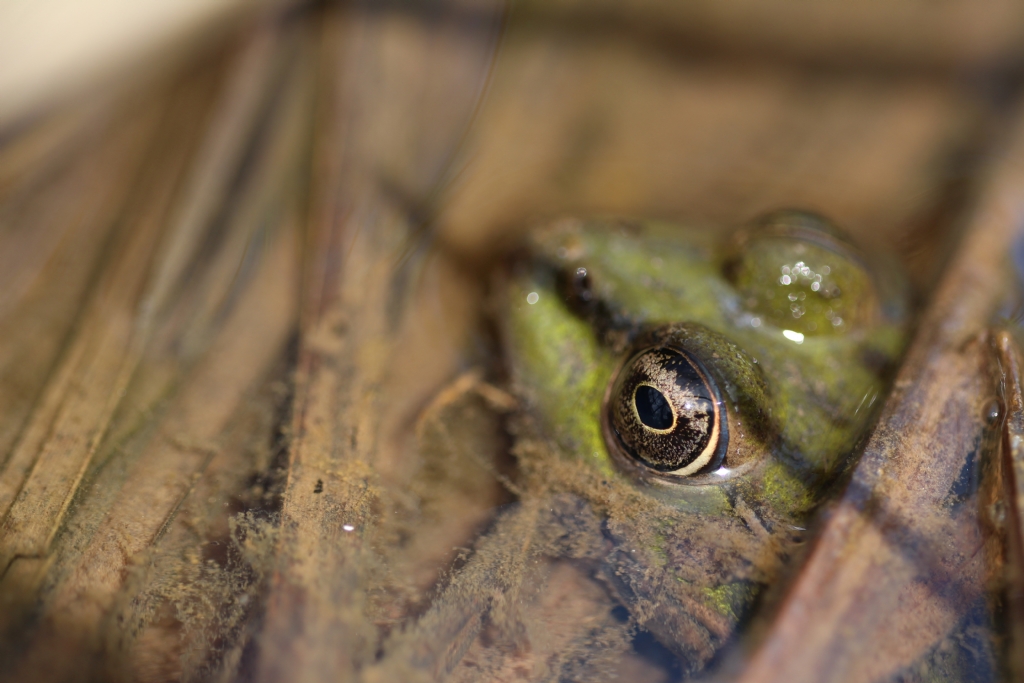 Ye�il kurba�a, G�z