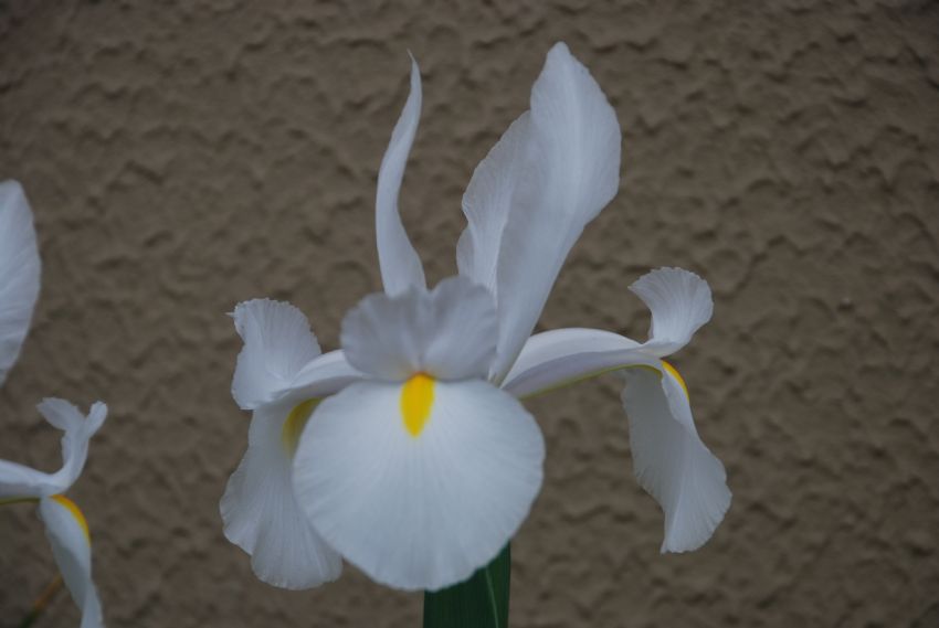 iris