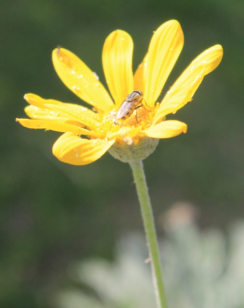 yaln�zl���n �aresi :)