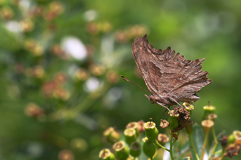 Rengarenk yaamlar...