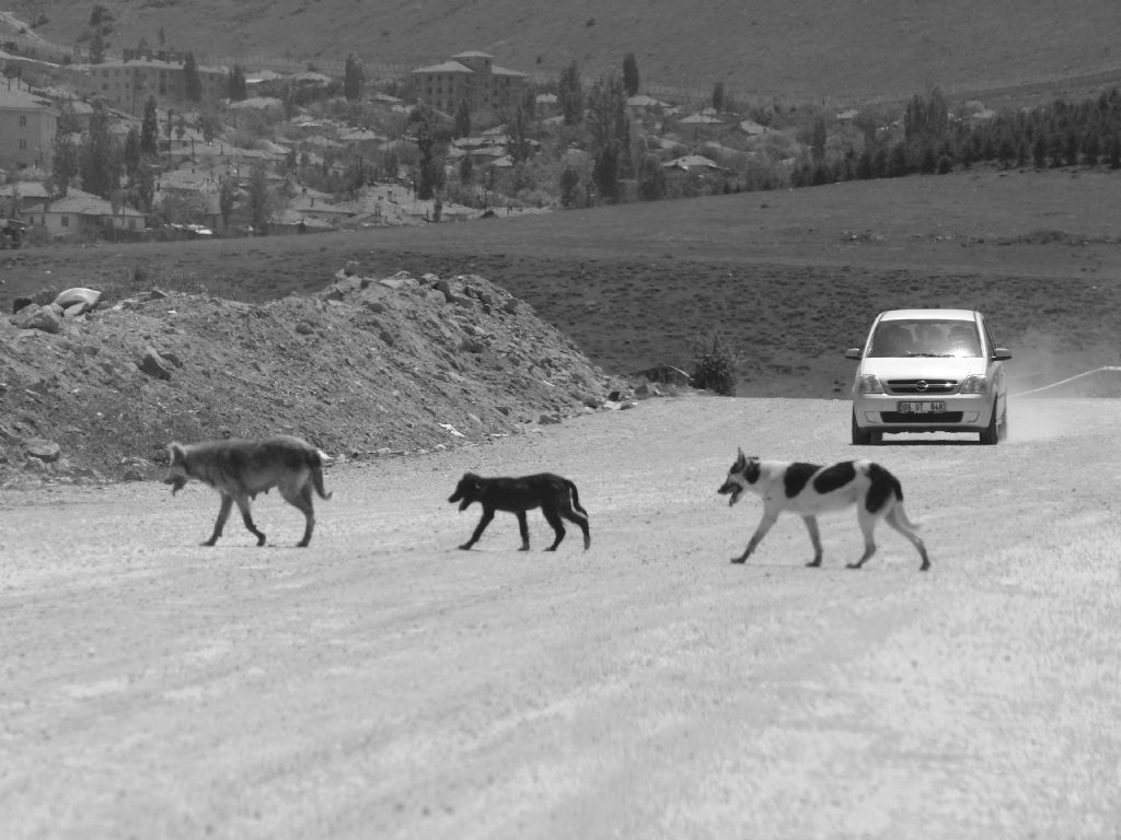 Sokaktaki Ya�ant�