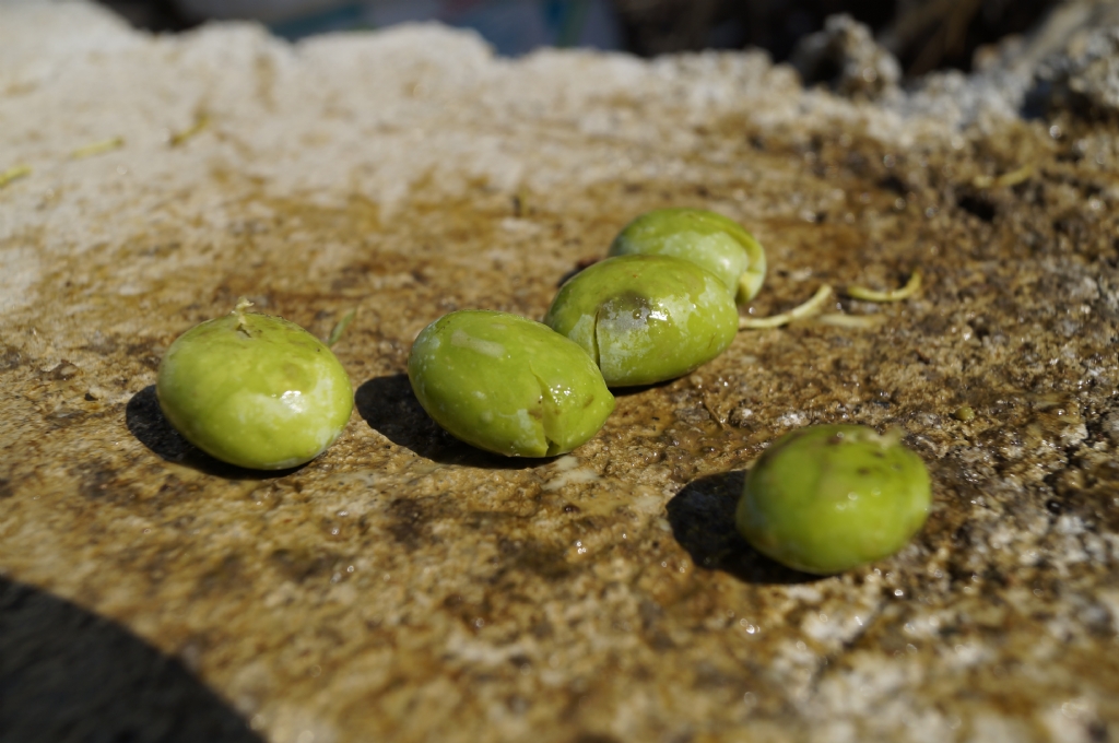 tlatma Zeytin