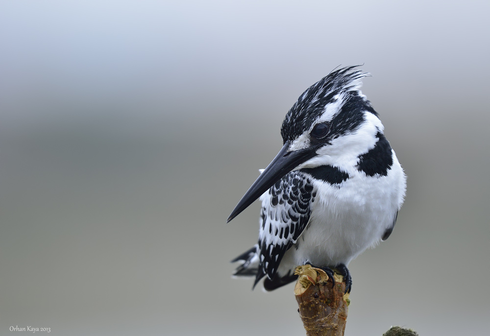 Alaca yalapkn  Ceryle rudis  Pied kingfisher