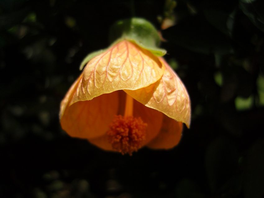 Karanl�ktaki ���k