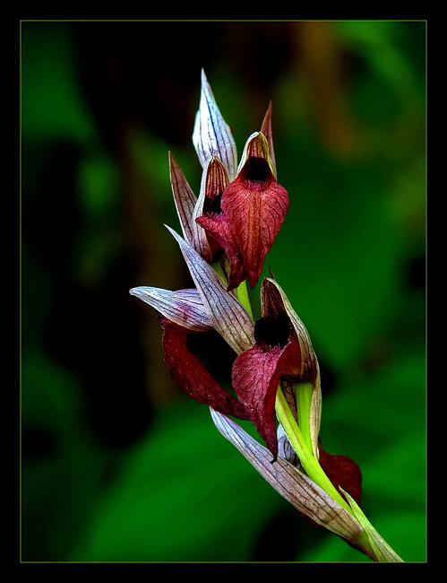 Serapias vomeracea ssp. Laxiflora