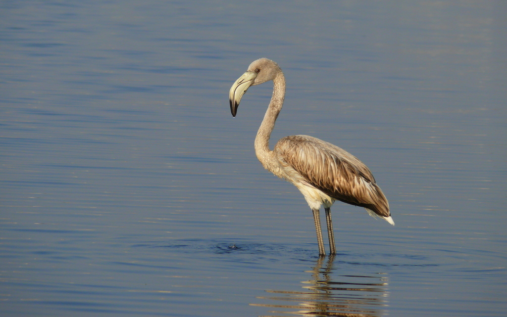  Flamingo 