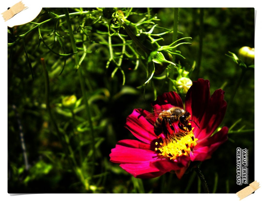 bahemdeki hrsz (hdr)