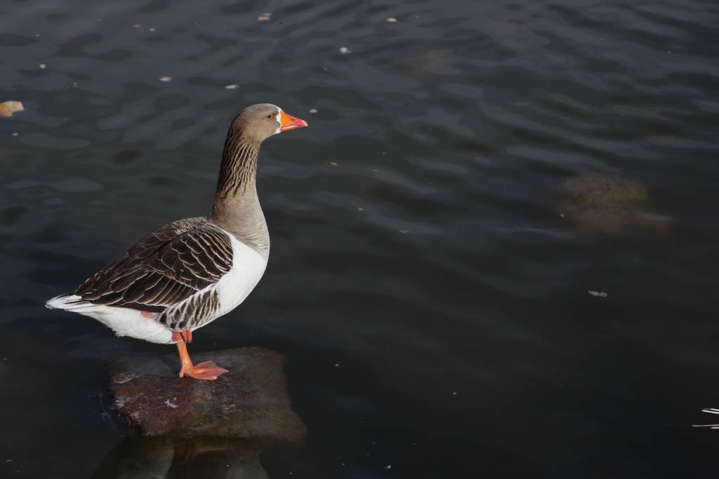 Tek ayakta bekleme cezas