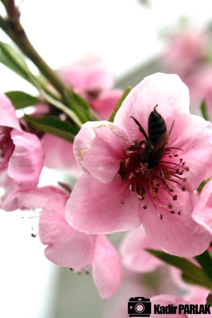 Ayva Aac iei ve Bal Ars