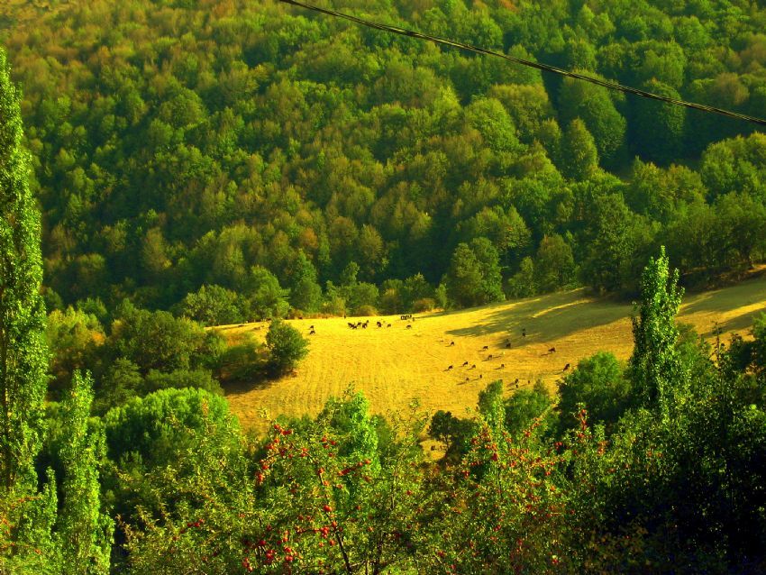 orman aras konaklama