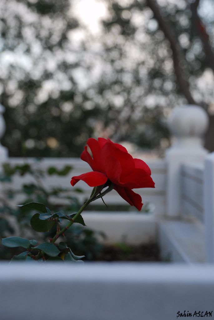 G�l ve Mezar