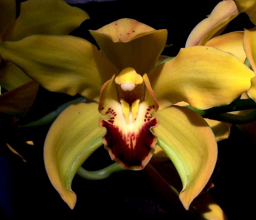 orkide 2