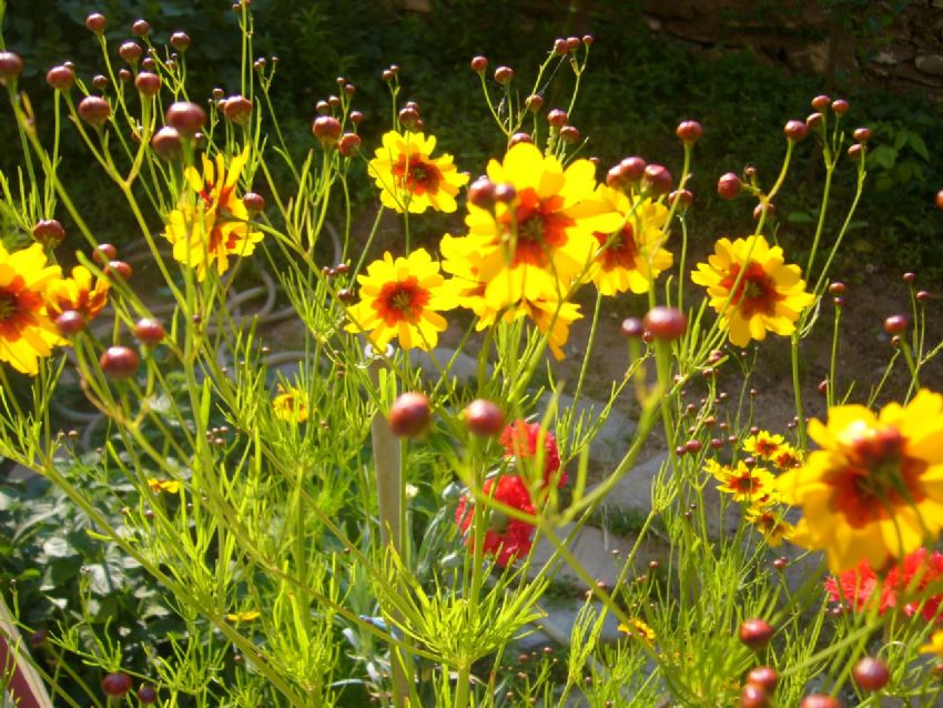 BUGN  OMLAR DA AACAK