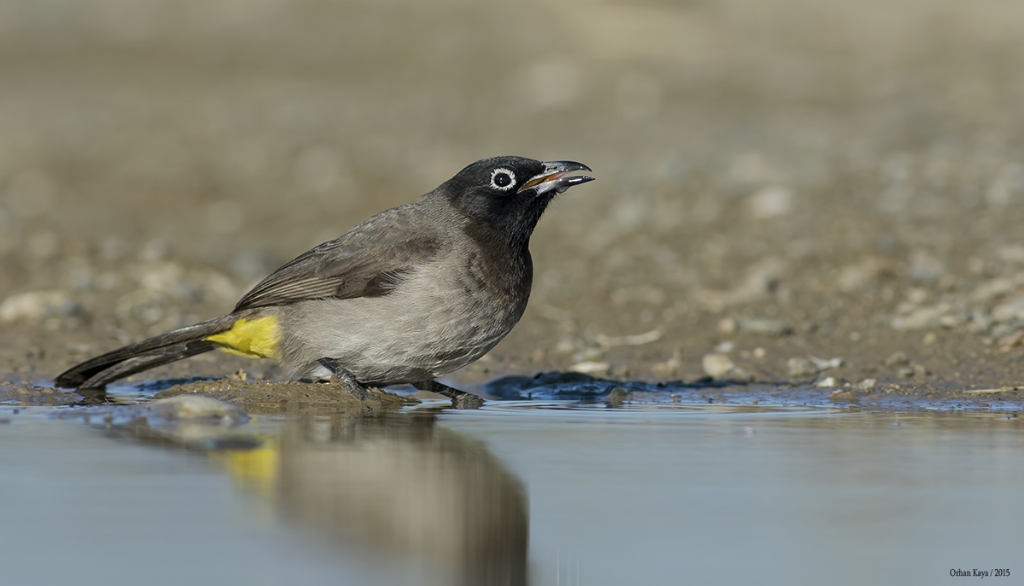 Arap Blbl - Yellow-vented bulbul  Pycnonotus 