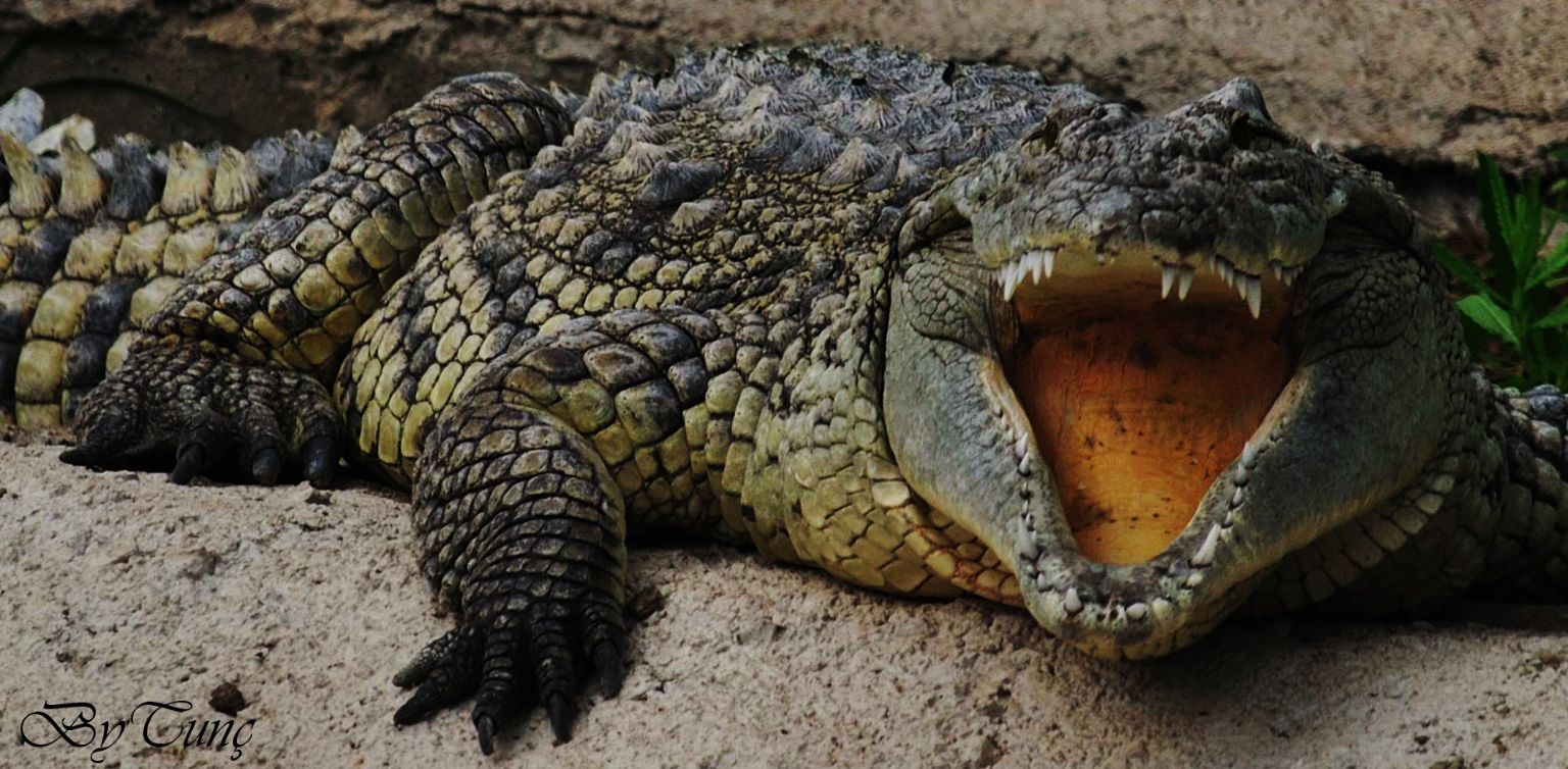 Crocodile