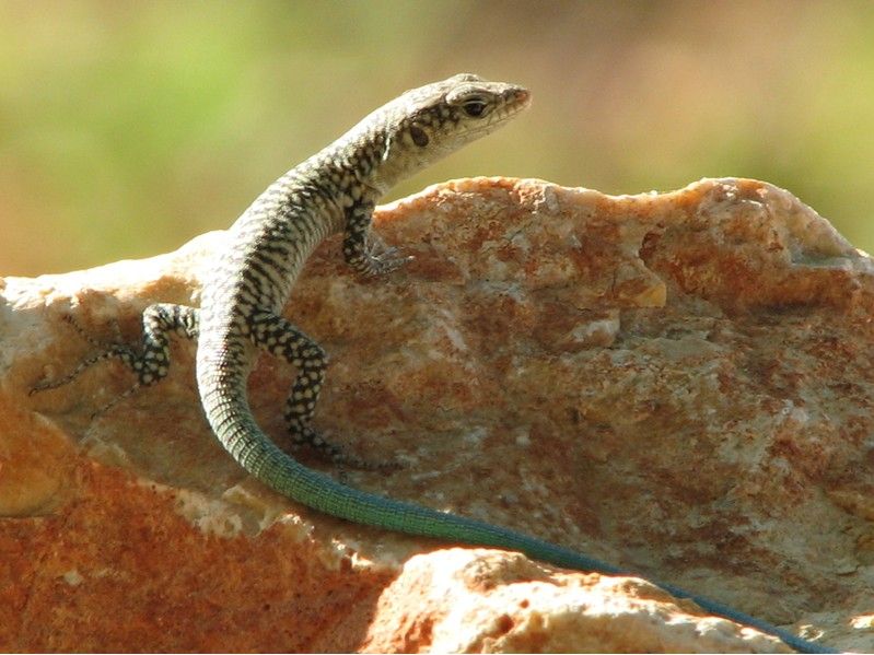 Manken misin be gzeliim...