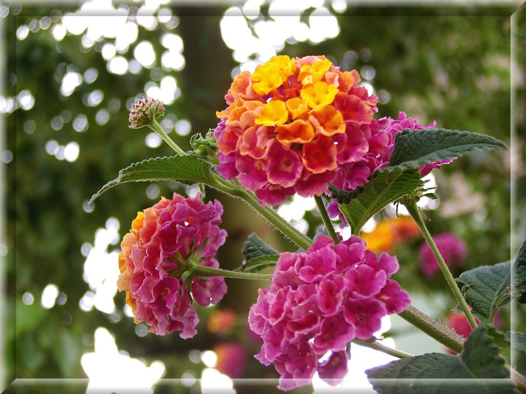 Lantana