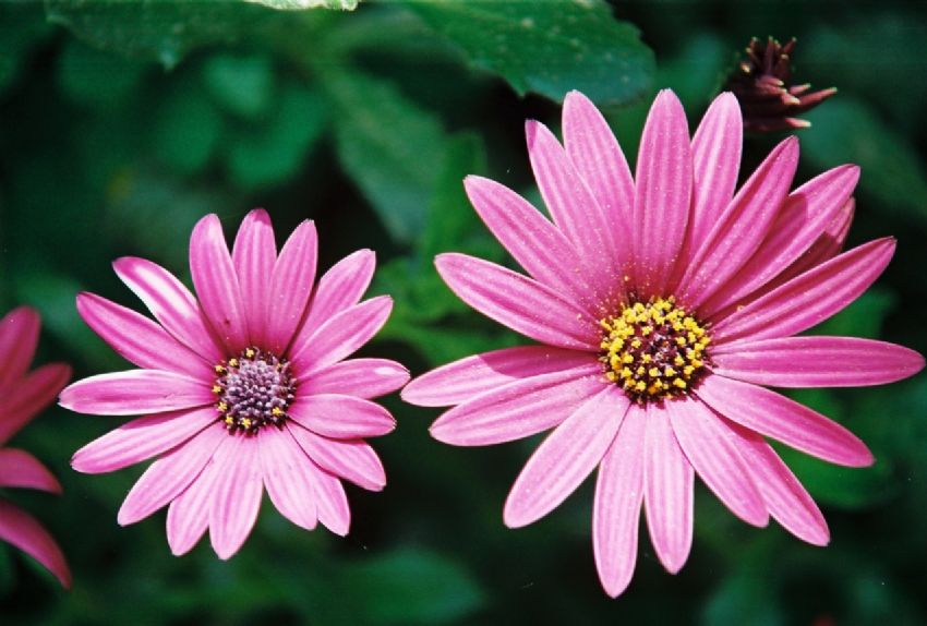 ..Hh.Ben daha Gzelim......