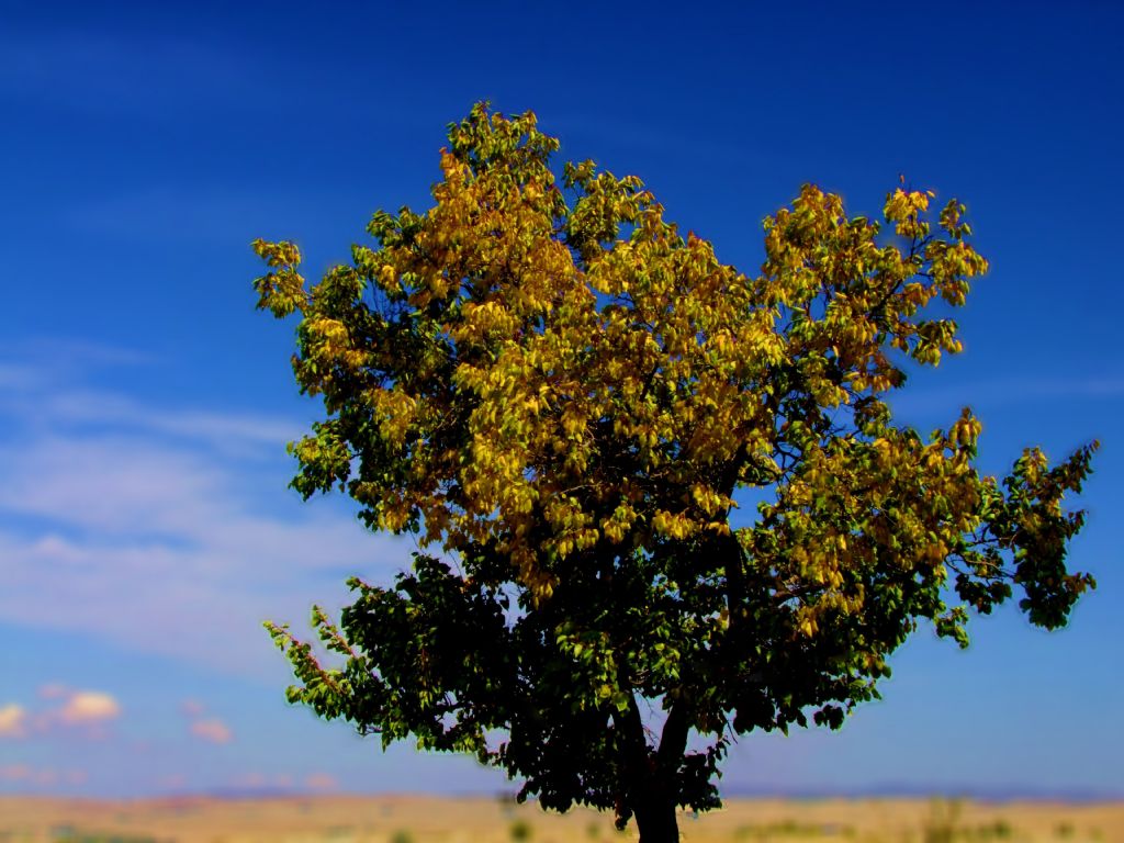 yaln�z sonbahar...