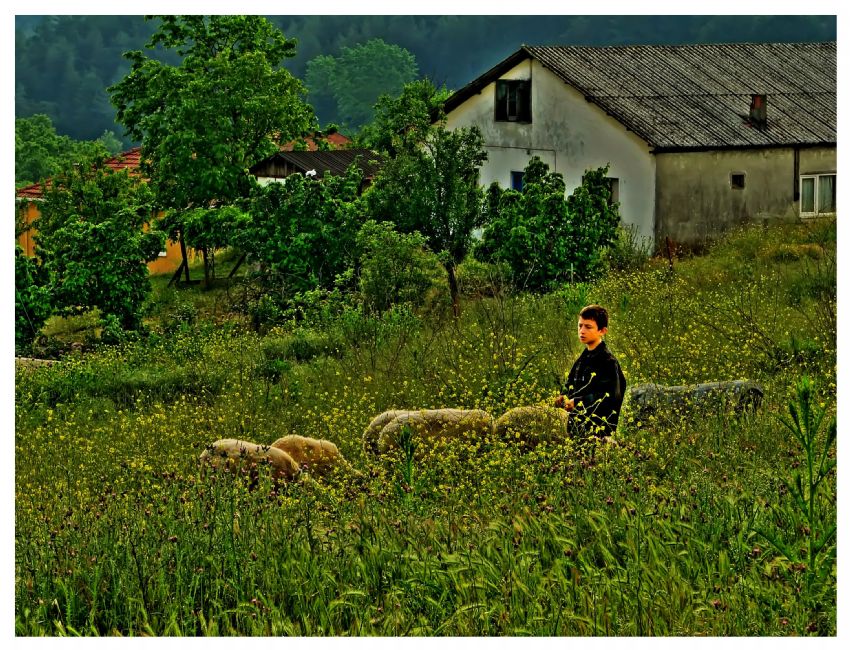 ocuk ve koyunlar