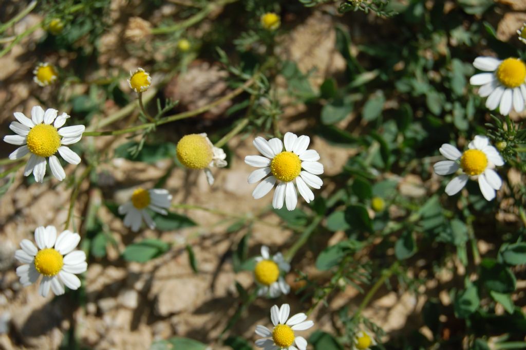 k�y papatyalar�...