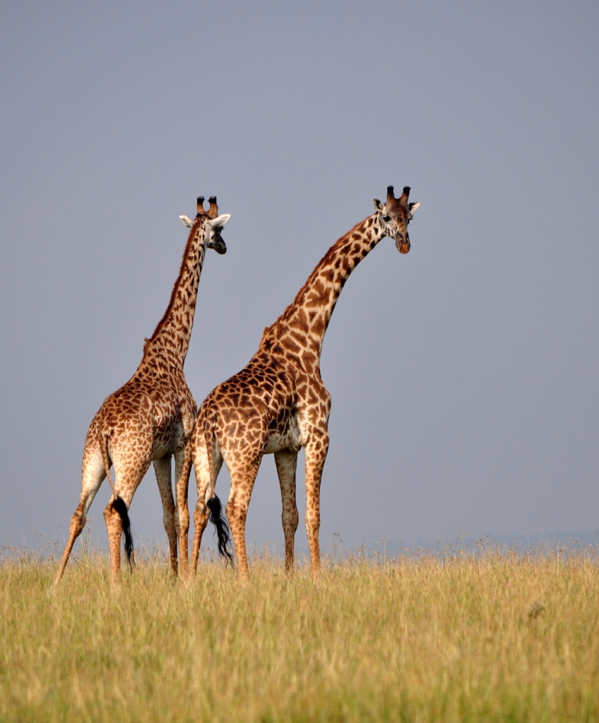 Masai Mara