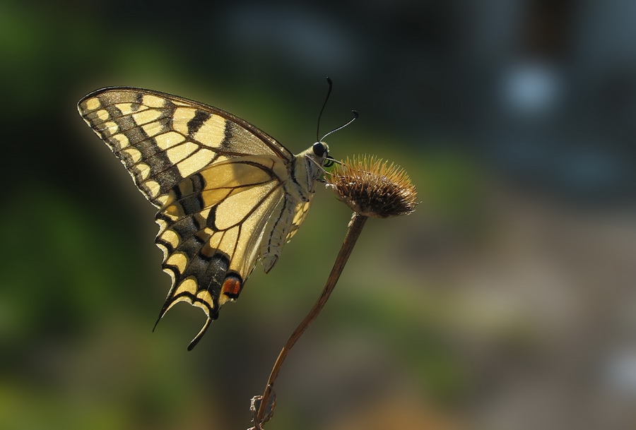 Krlangkuyruk (Papilio machaon)