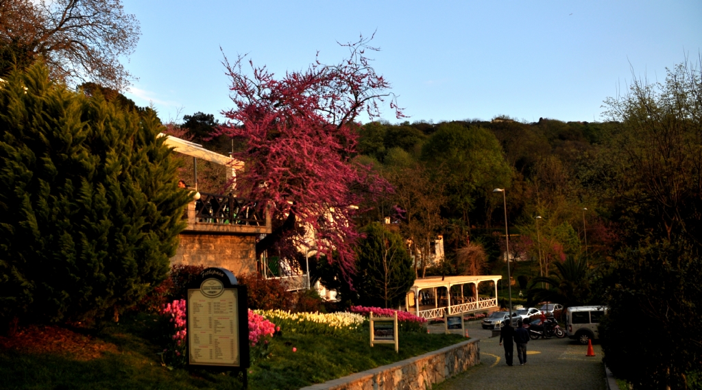 Erguvan ve �stanbul 