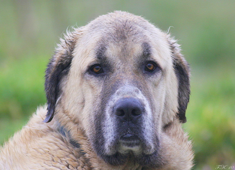 kangal portre