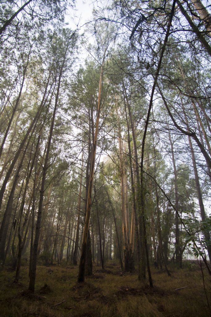 Okaliptus A�a�lar�