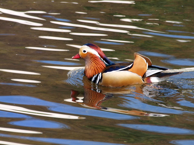 Mandarin rdei