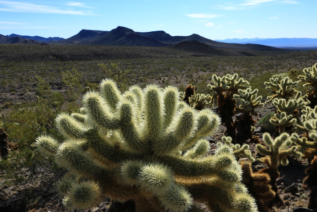 Cholla Cactus